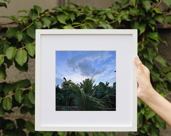caribbean tree