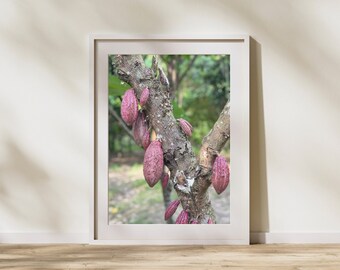 Cocoa's tree