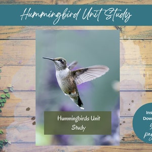 Hummingbird Unit Anatomy | Life Cycle Adaptations | Nature Study | Science | Homeschool | Montessori | Charlotte Mason | INSTANT DOWNLOAD