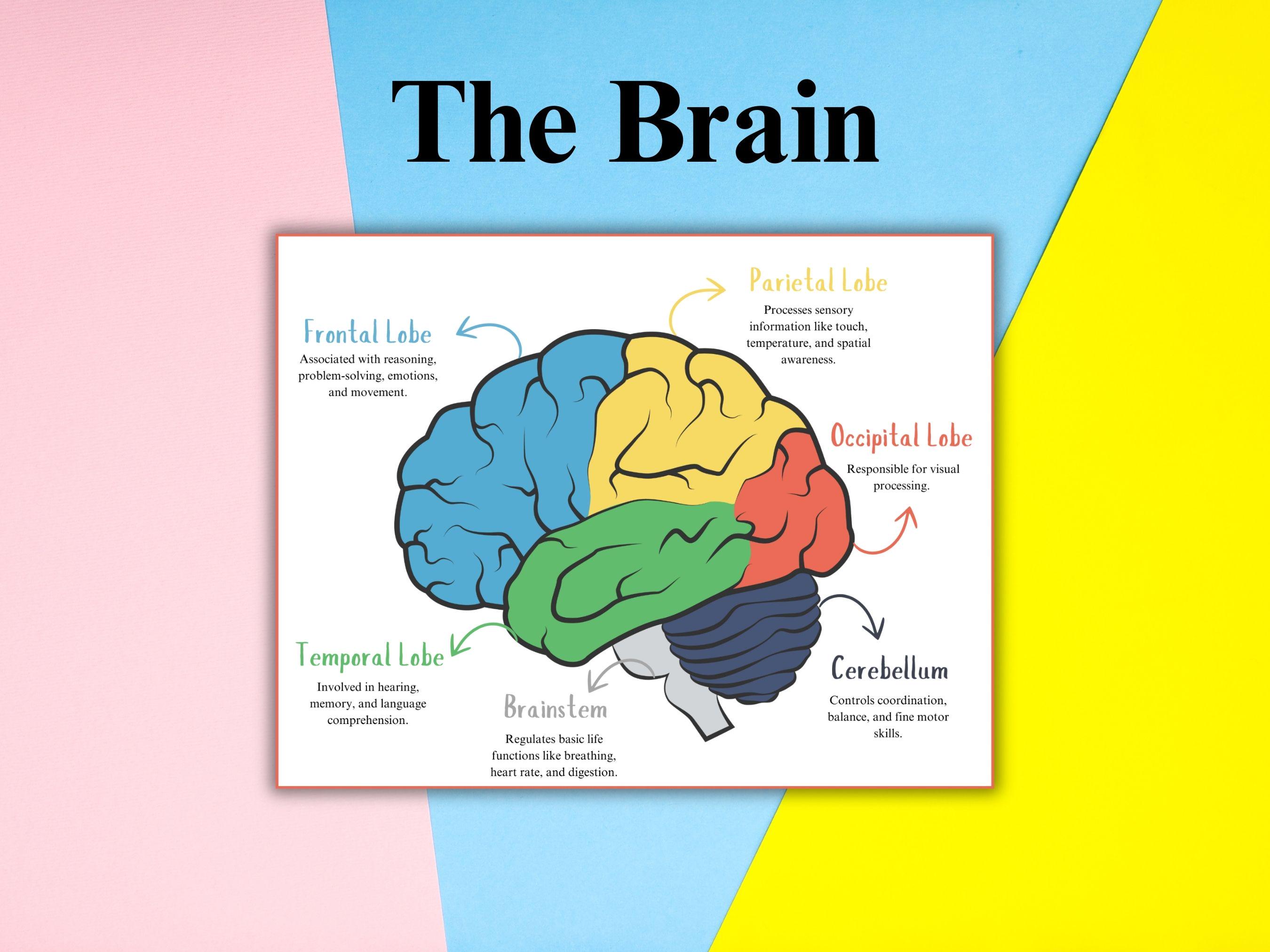 Printable Human Brain Anatomy Activity Pack for Kids, Fun Educational ...