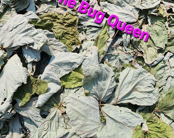 Puede incluir: Una densa colección de hojas secas y arrugadas en tonos verde salvia, gris pálido y marrón. El texto The Bug Queen está superpuesto en letras mayúsculas de color rosa brillante, negrita y sin remates en el centro del follaje.
