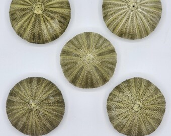 Puede incluir: Cinco erizos de mar redondos dispuestos en un patrón pentagonal. Cada concha presenta una textura radial en forma de estrella con una paleta de colores verde pálido y bronceado, mostrando una abertura central y líneas punteadas.
