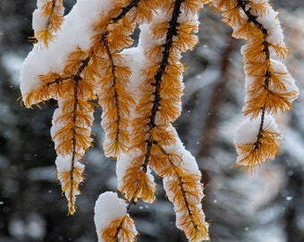 Snow Covered Larch - Winter Photography