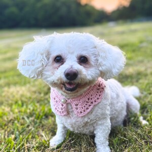 May include: A small white dog with curly fur wearing a light pink crocheted collar featuring a scalloped edge and a single white pearl accent at the center. The collar is fitted around the neck of the dog, which has dark eyes and a dark nose.
