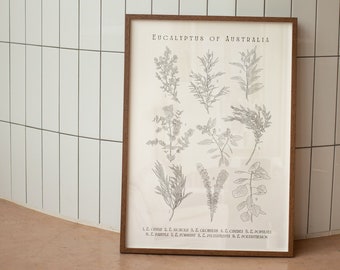 May include: A framed botanical illustration of Eucalyptus leaves from Australia. The print features a black and white drawing of various Eucalyptus species with their scientific names listed below.