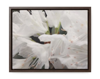 White cloud rhododendron gallery canvas wraps, horizontal frame, gifts for her, Mother's Day gifts