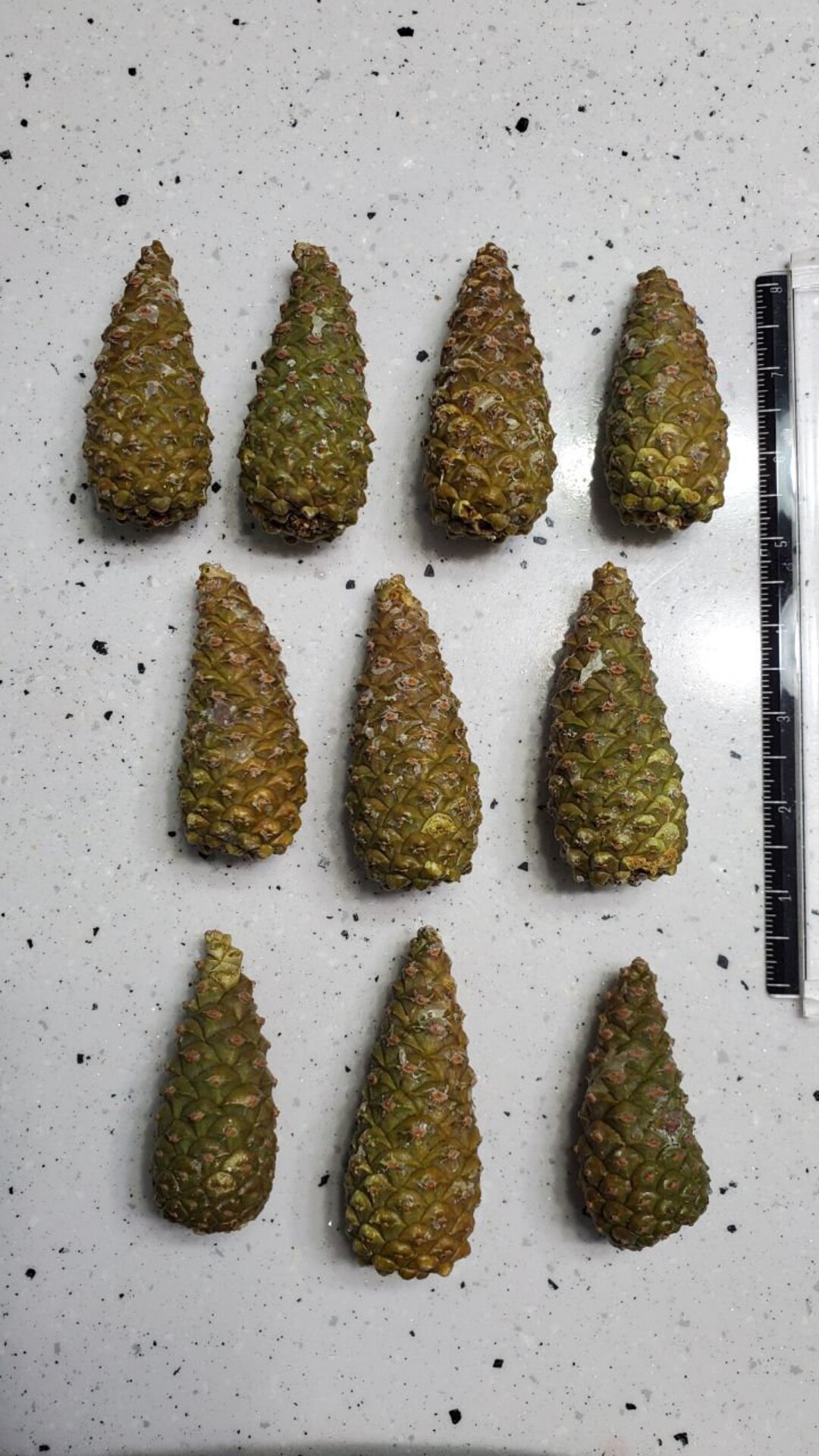 10 Closed Natural Knobcone Pine Cones - Etsy