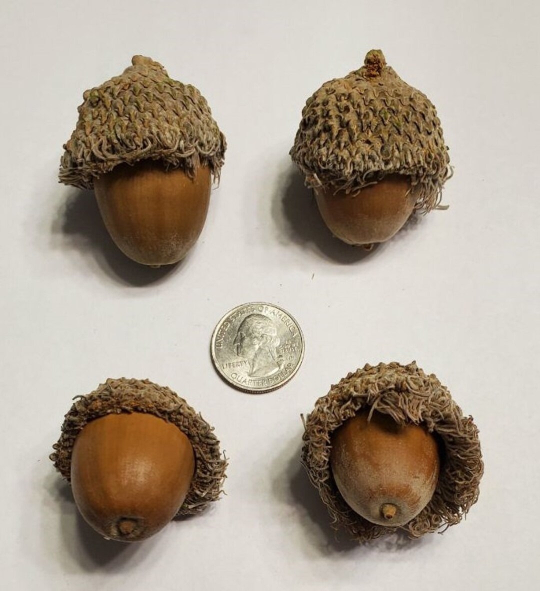 Huge Burr Oak Acorns With Caps Etsy
