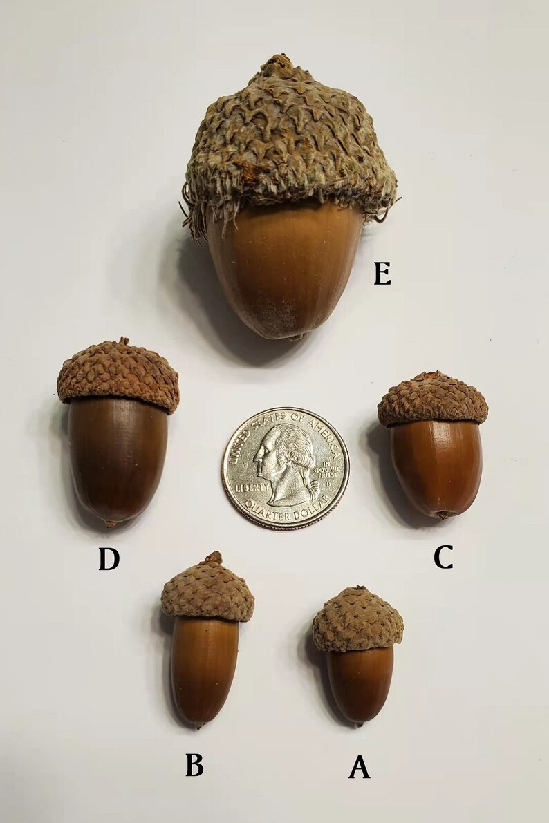 Huge Burr Oak Acorns With Caps Etsy