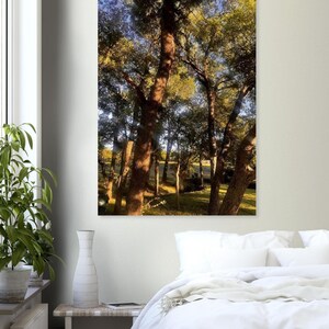 Fine Art Poster "Golden Serenity: Sonnenlicht tanzt durch die Äste"