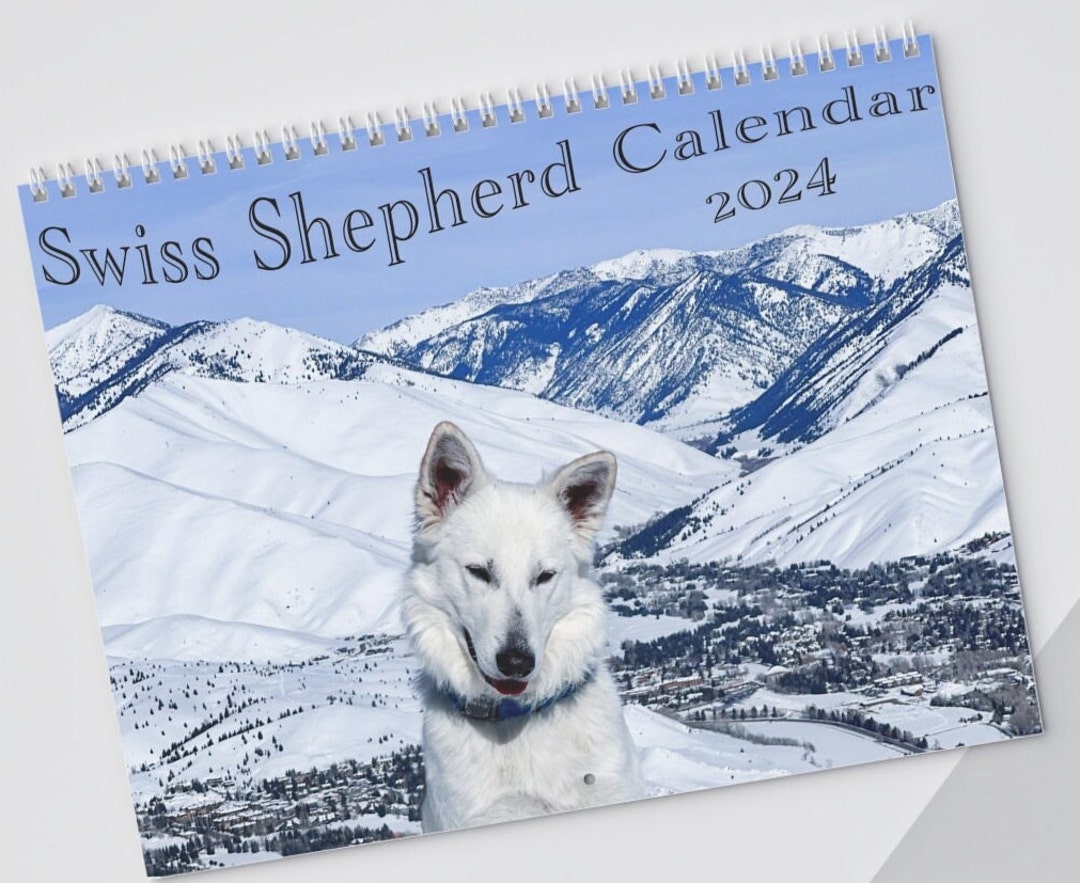 Swiss Shepherd Calendar 2024 Berger Blanc Suisse Dog Wall Etsy   Il 1080xN.5453038922 5r6f 