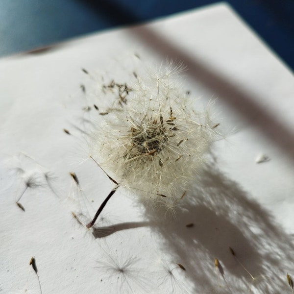 200/300 Getrocknete Löwenzahnsamen, Pusteblume, Halskette blümchen, basteln, dekorieren, dekorieren, Naturschmuck