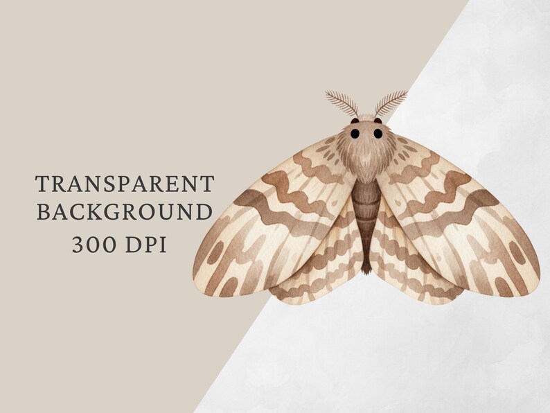 Op de afbeelding: Waterverfillustratie van een mot met bruin en beige gevlekte vleugels. De afbeelding bevat de tekst "TRANSPARENT BACKGROUND 300 DPI". De mot is gecentreerd op een lichtbeige achtergrond.
