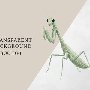 Op de afbeelding: Waterverfillustratie van een bidsprinkhaan in groentinten, met zwarte ogen en fijne antennes. Het insect is diagonaal geplaatst tegen een neutrale achtergrond. Tekst: TRANSPARENT BACKGROUND 300 DPI.