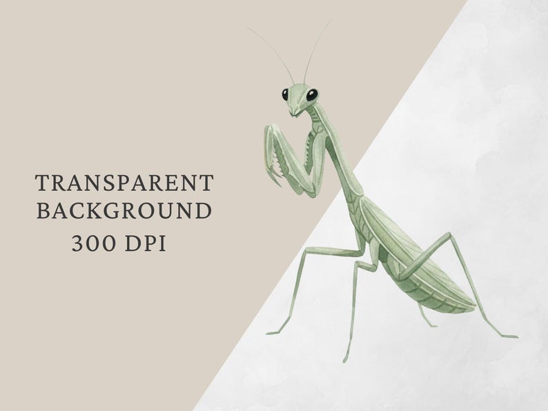 Op de afbeelding: Waterverfillustratie van een bidsprinkhaan in groentinten, met zwarte ogen en fijne antennes. Het insect is diagonaal geplaatst tegen een neutrale achtergrond. Tekst: TRANSPARENT BACKGROUND 300 DPI.
