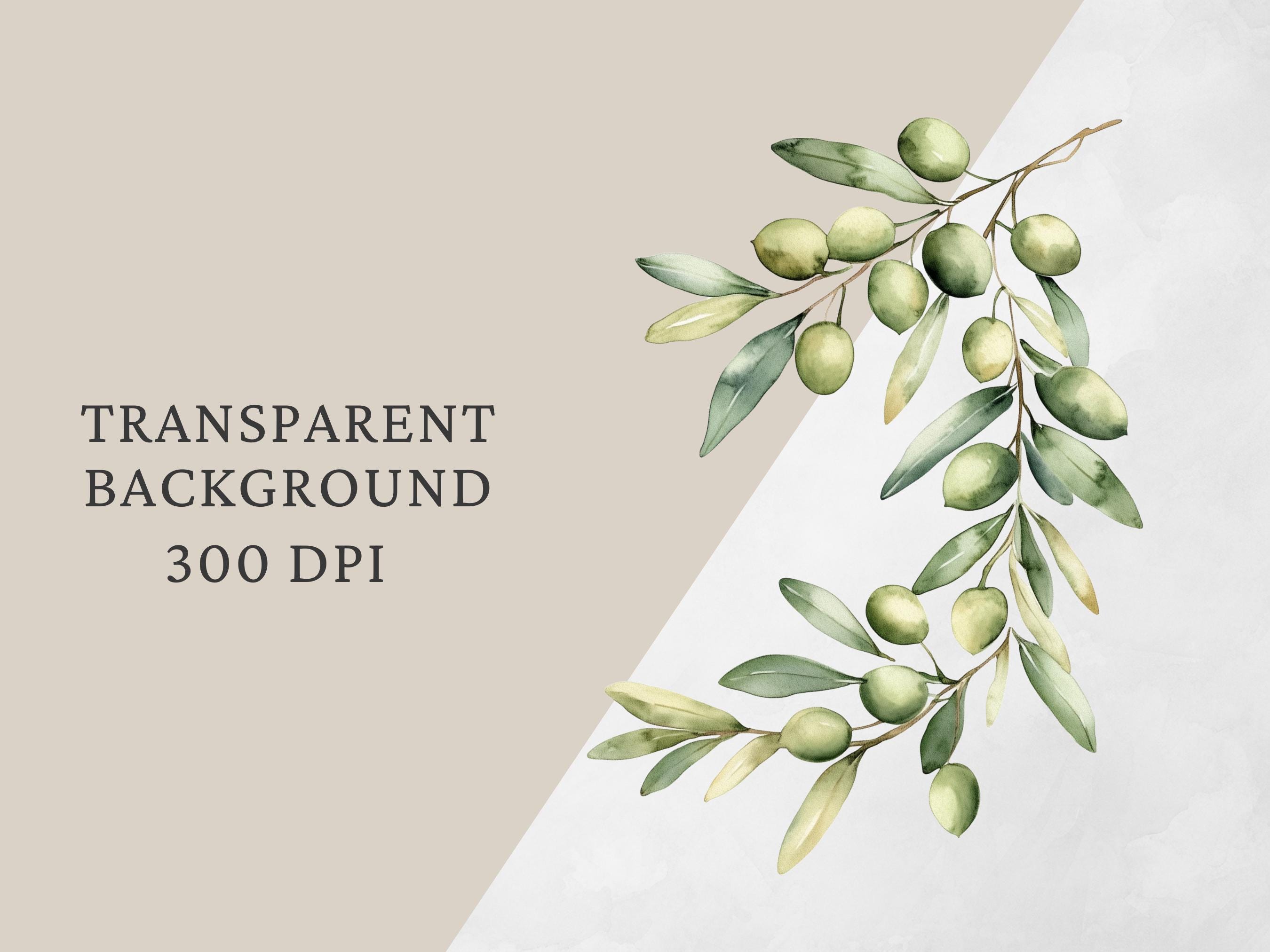 Watercolor Olive Branch Clipart Set Greenery Pngnolive Leaves and Fruit ...