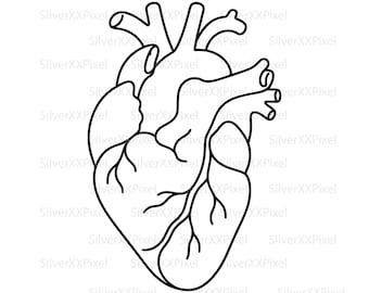 Anatomical Heart SVG PNG, Human Line Art Clipart (Digital Download)