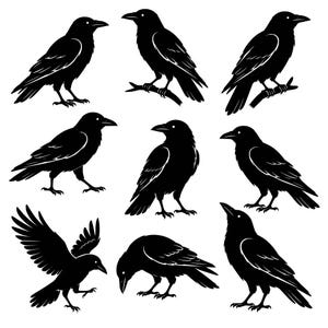 May include: A collection of eight black raven silhouettes in various poses, including birds perched on branches, standing on the ground, and one raven with wings spread wide. Each illustration features sharp, clean lines and solid black coloring.