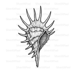 May include: Detailed black and white illustration of a spiky seashell. The shell features intricate line work, showcasing its textured surface and pointed protrusions. The design is a detailed, artistic representation of a marine mollusk.