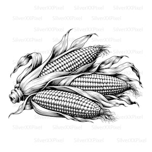 Könnte beinhalten: Schwarz-Weiß-Illustration von drei Maiskolben mit detaillierten Körnern und Blättern. Die Schattierung erzeugt einen texturierten Effekt. Das Kunstwerk ist eine klassische Darstellung eines Erntegrundnahrungsmittels.