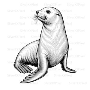 Può includere: Illustrazione dettagliata in bianco e nero di un leone marino. Il leone marino è raffigurato di profilo, con la testa rivolta verso l'alto. L'immagine ha uno stile vintage inciso, con linee sottili che creano texture e ombreggiatura.