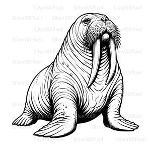 May include: Black and white illustration of a walrus. The walrus is depicted in a seated position, with large tusks and a detailed depiction of its whiskers. The image is a line drawing, with a focus on the animal's features and form.
