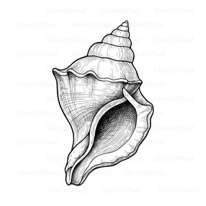 Puede incluir: Ilustración en blanco y negro de una concha. La concha presenta una parte superior en espiral y una base grande y abierta, con intrincados trazos que detallan la textura y la forma. La imagen está sobre un fondo blanco.