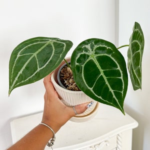 Anthurium Forgetii