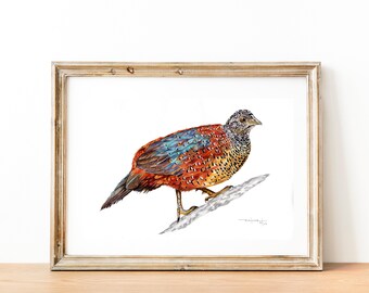 Pintado Spurfowl pájaro arte impresión vida silvestre ilustración bellas artes decoración de la pared cartel realismo arte pared arte impresiones color lápiz línea arte