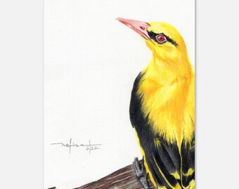 Oropéndola Color Lápiz Pájaro Impresión tamaño postal Ilustración de vida silvestre Bellas Artes Decoración de pared Póster Realismo Obras de arte Impresiones de arte de pared