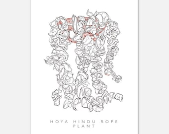 Hoya Hindu Rope Potted Plant Arte impreso tamaño postal Dibujo digital detallado Decoración de arte de plantas botánicas