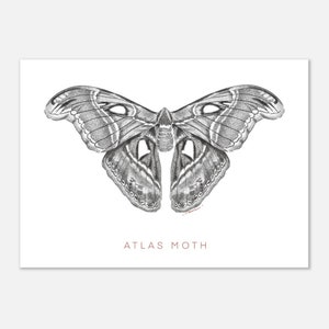 Papillon de nuit de l'Atlas carte postale impression papillon de nuit Illustration Art mural minimaliste Décoration d'intérieur monochrome affiche Impressions d'art mural