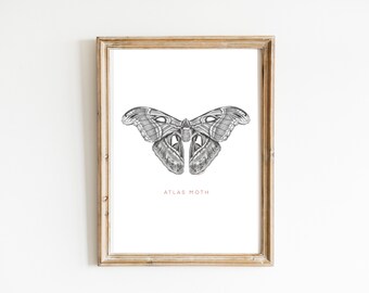 Atlas Moth Fine Line Art Print Ilustración de polilla Arte de pared minimalista Monocromo Decoración del hogar Póster Impresiones de arte de pared