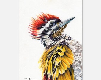 Gran pájaro carpintero flameback impresión del tamaño de una postal Ilustración de vida silvestre Realismo Arte Decoración de la pared Cartel Arte de la pared Impresiones Color Lápiz Arte