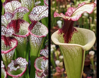 Sarracenia ‘Lunchbox’ x ‘Legacy’ seeds