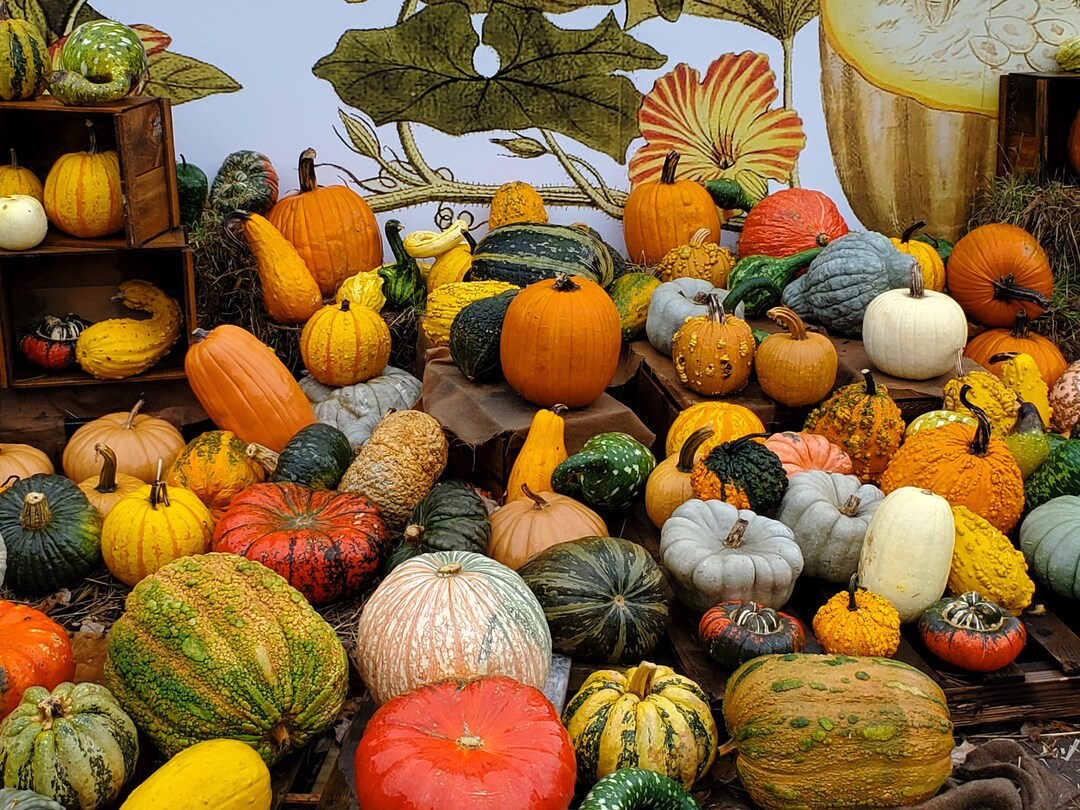 Colorful Gourds Framed Art Photo Etsy