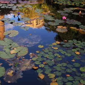 Seerosenblätter - Brooklyn Botanic Garden - Gerahmtes Kunst Foto
