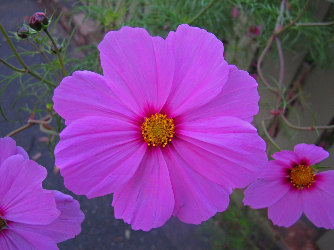 pink-flower-framed-art-photo-etsy
