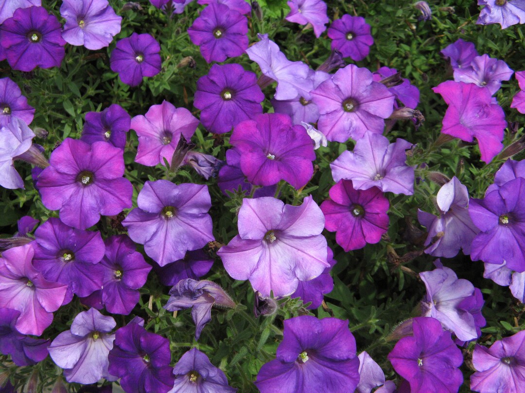 Purple Flowers Framed Art Photo Etsy