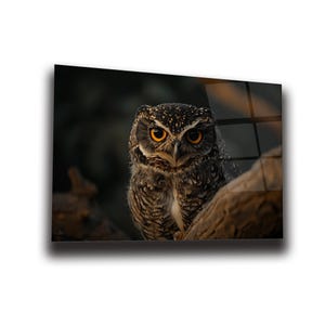 Owl Wall Art , Tempered Glass Wall Art , Glass Printing , High Quality , Wall Hanging , Glassware  , Birthday Gift