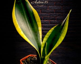Sansevieria “manny Pacquiao”/ RARE / Unique / Chubby DARK Leaves