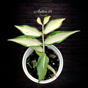 Hoya Polyneura Inner Variegated - rzadka, wyjątkowa roślina dżunglowa