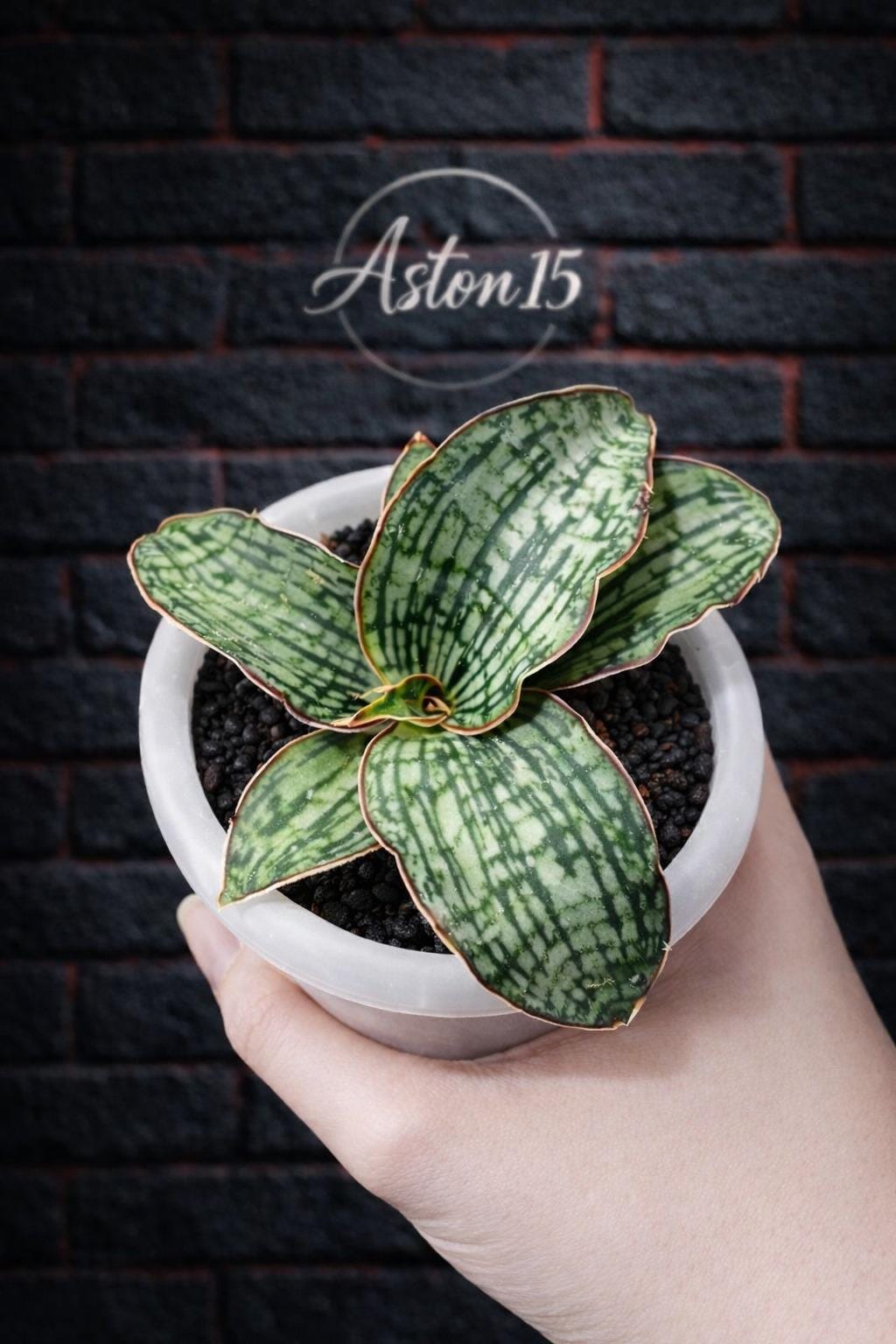 Cleopatra Snake Plant - Etsy