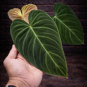Philodendron splendid - Etsy 日本