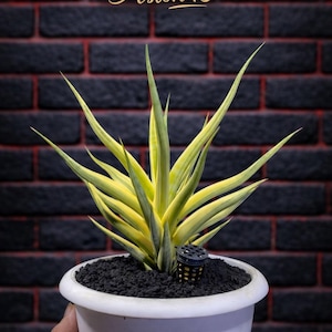 Sansevieria Bunlue Torch Variegated - Etsy