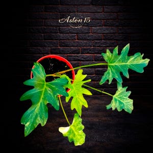Può includere: Una pianta in vaso con grandi foglie verdi con variegature gialle. La pianta è in un vaso rosso, su uno sfondo di muro di mattoni scuri. Il testo "Aston 15" è in alto.