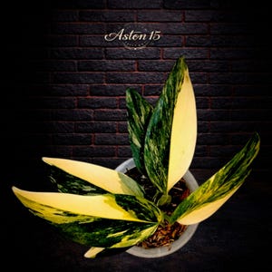 May include: A potted plant with large, variegated leaves in shades of green and yellow. The leaves are in a white pot, set against a dark brick wall. The text "Aston 15" is visible at the top.