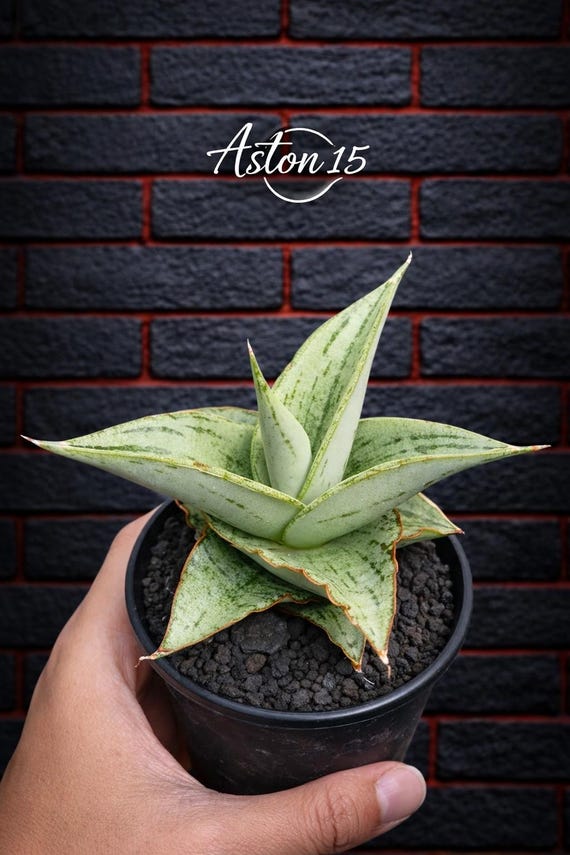 Sansevieria Hybrid Dewa Rare Unique Beauty Snake Plant - Etsy