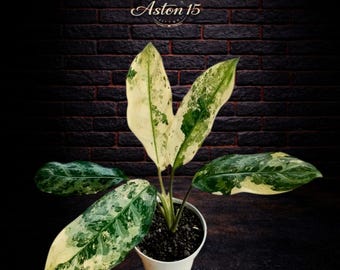 Aglaonema Manila Pride - Etsy