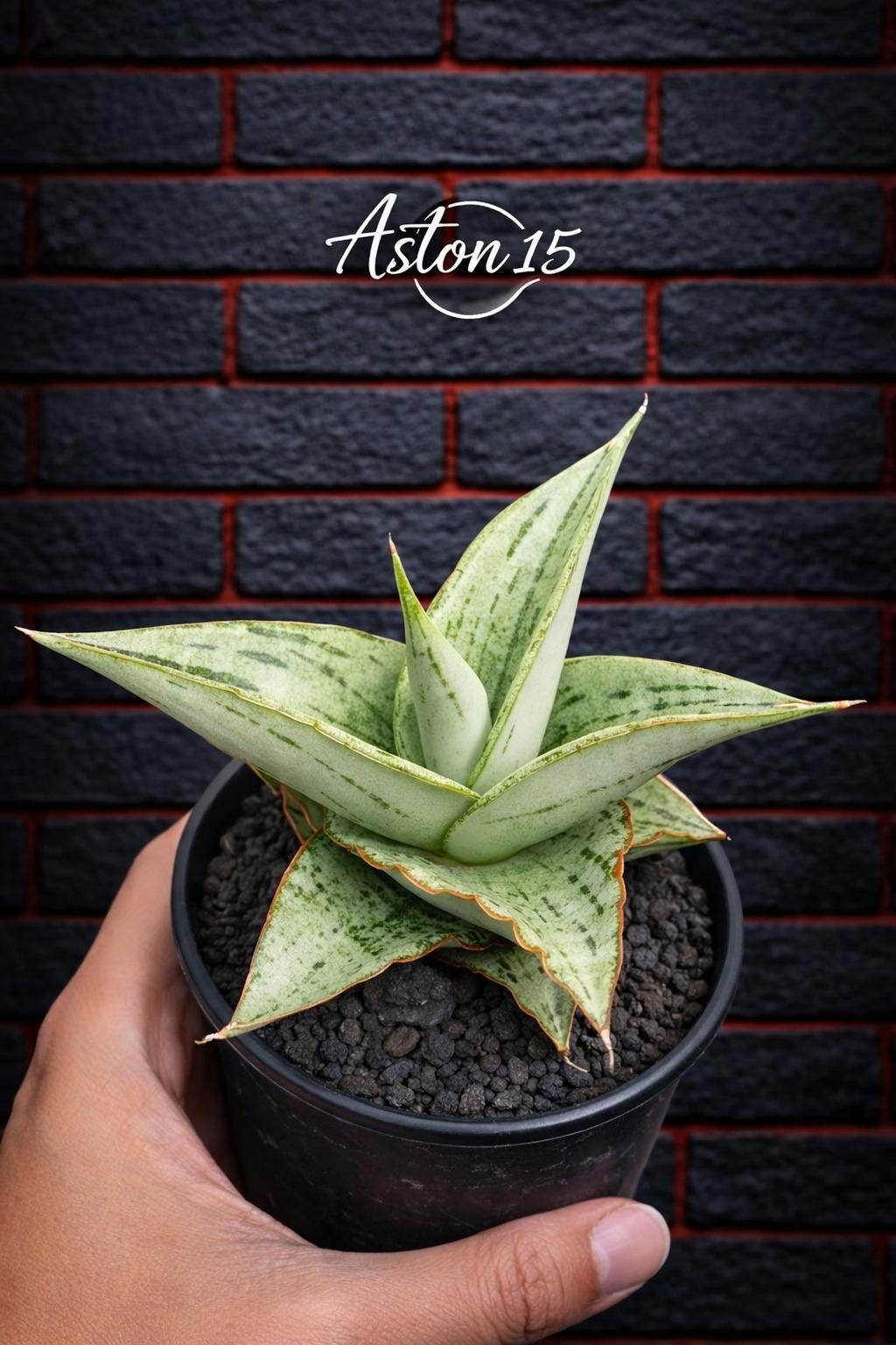 Hybrid sansevieria - Etsy 日本